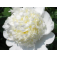 Bridal Grace