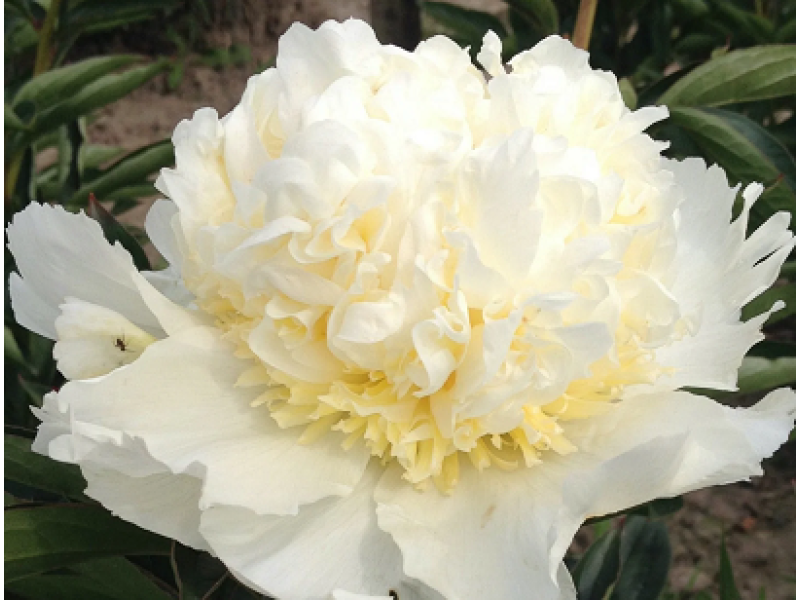 Bridal Grace