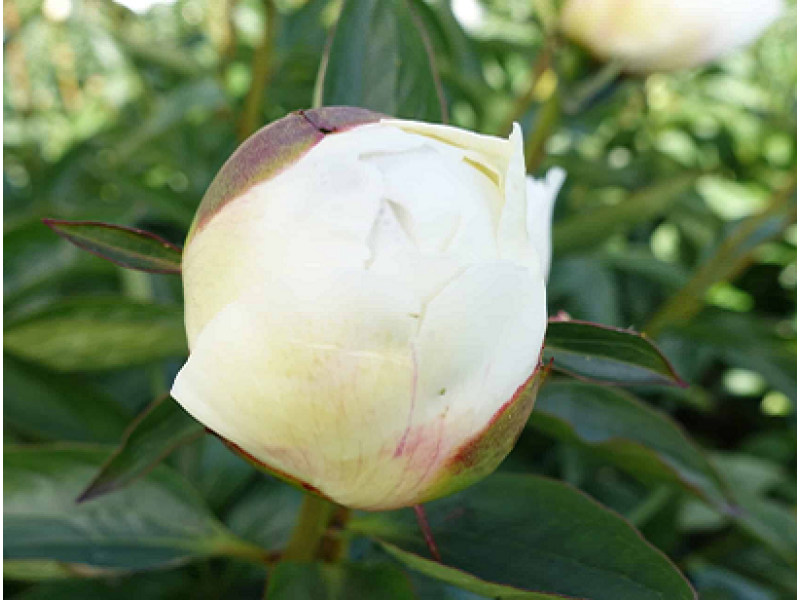 Bridal Grace