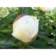 Bridal Grace