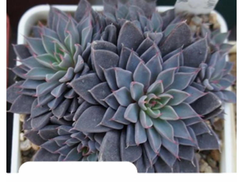 Rusbii (Graptopetalum)