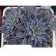 Rusbii (Graptopetalum)