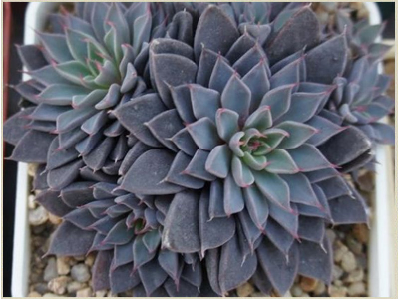 Rusbii (Graptopetalum)