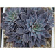 Rusbii (Graptopetalum)