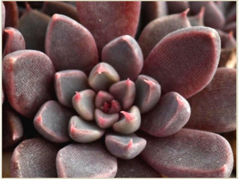 Rusbii (Graptopetalum)