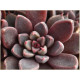 Rusbii (Graptopetalum)