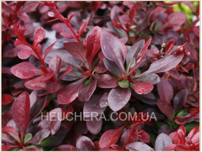Atropurpurea