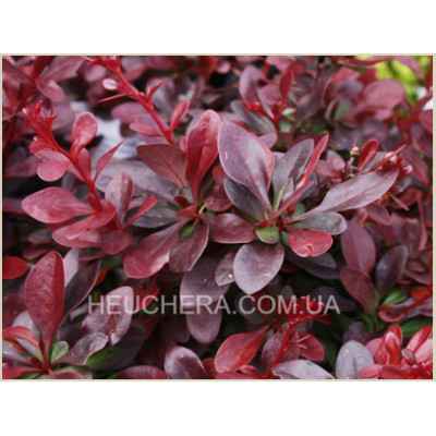 барбарис Atropurpurea