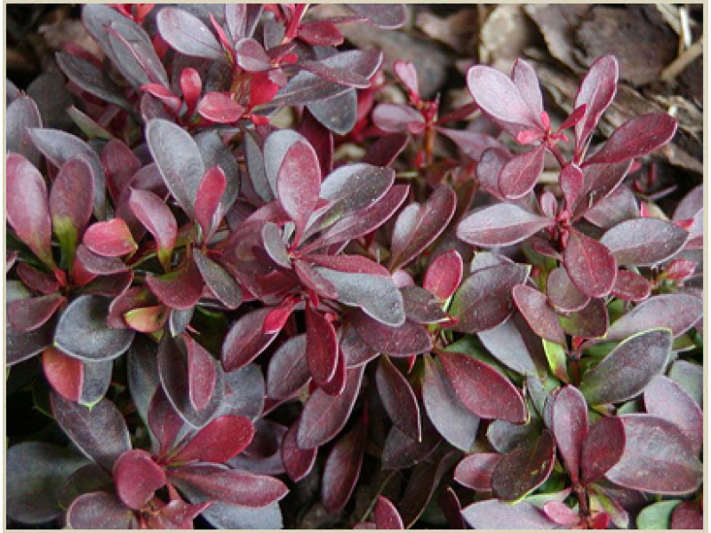 Atropurpurea
