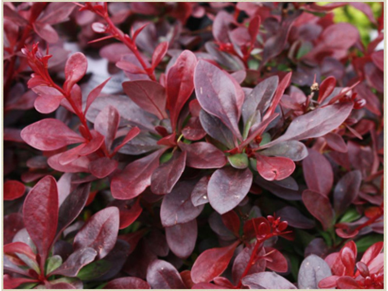 Atropurpurea