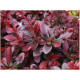Atropurpurea