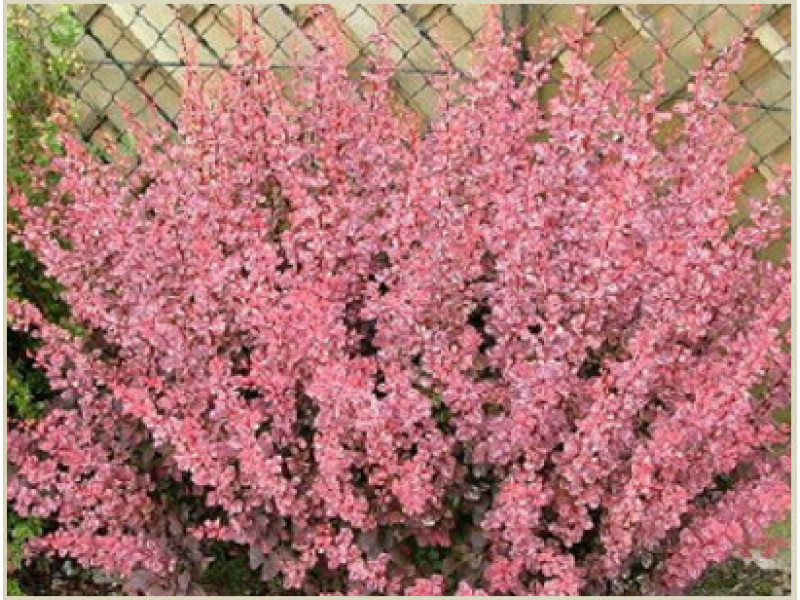 Pink Queen