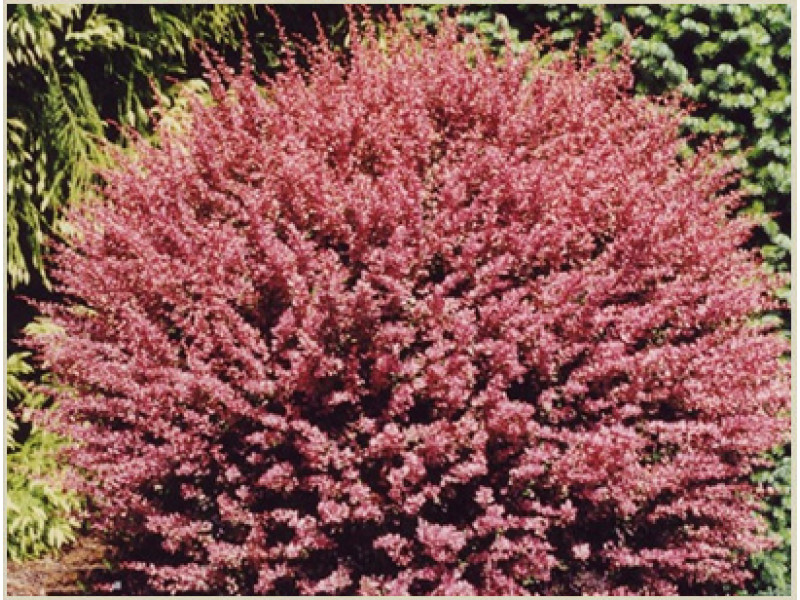 Pink Queen