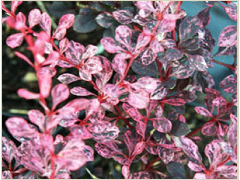 Pink Queen