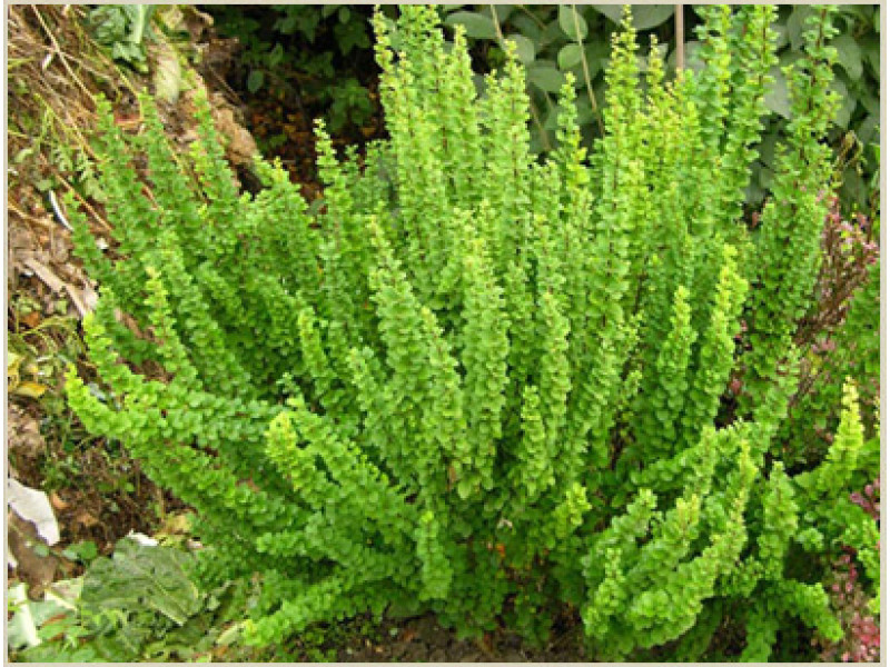 Erecta