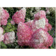 Pink Lady