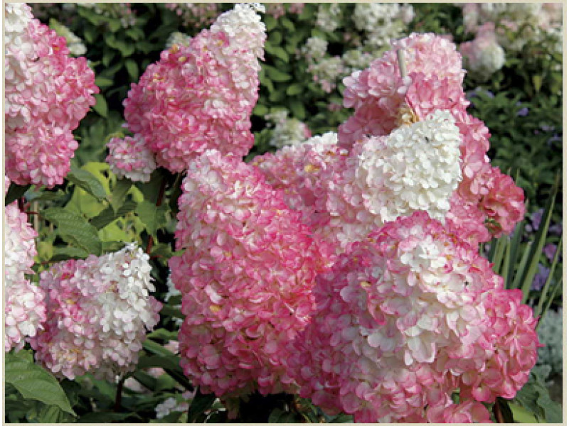 Pink Lady