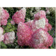 Pink Lady