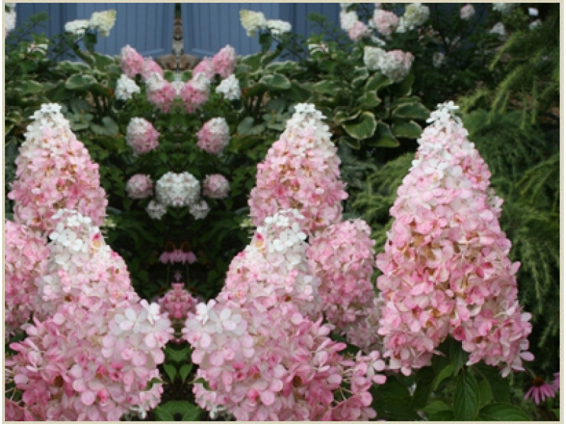 Pink Lady