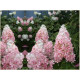 Pink Lady