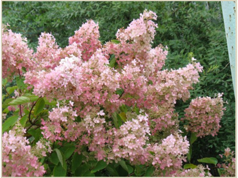 Pink Lady