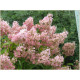 Pink Lady