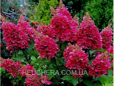 Wims Red