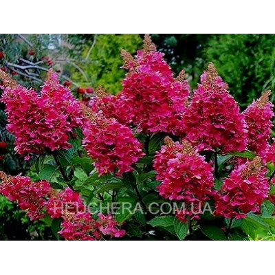 гортензія Wims Red
