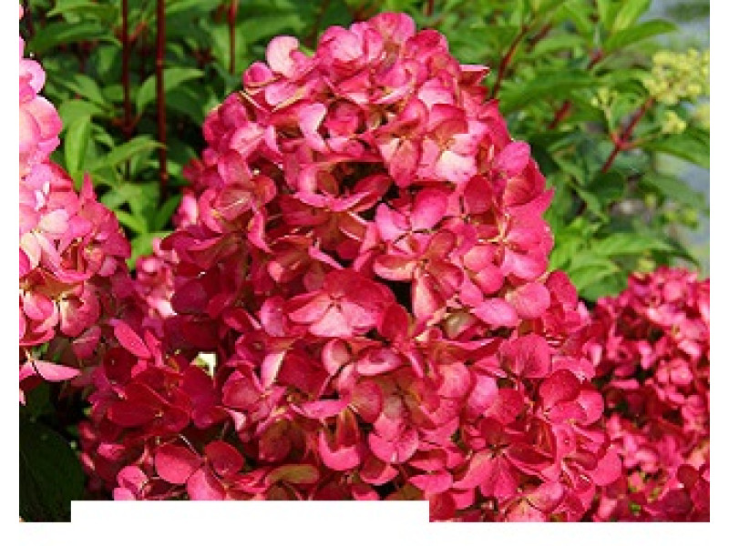 Wims Red
