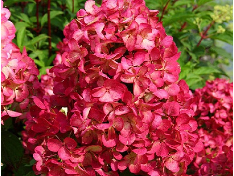 Wims Red