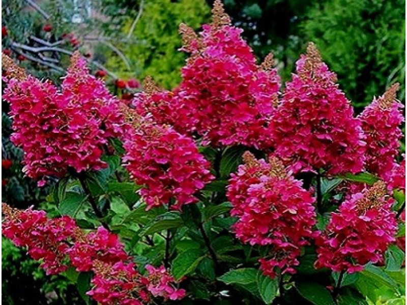 Wims Red