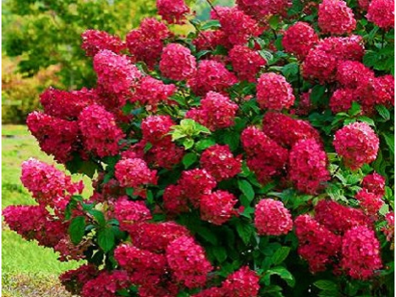Wims Red