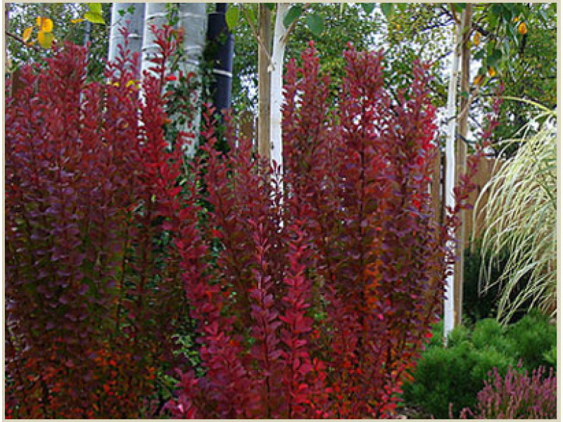 Red Pillar