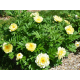 Smith Family Yellow