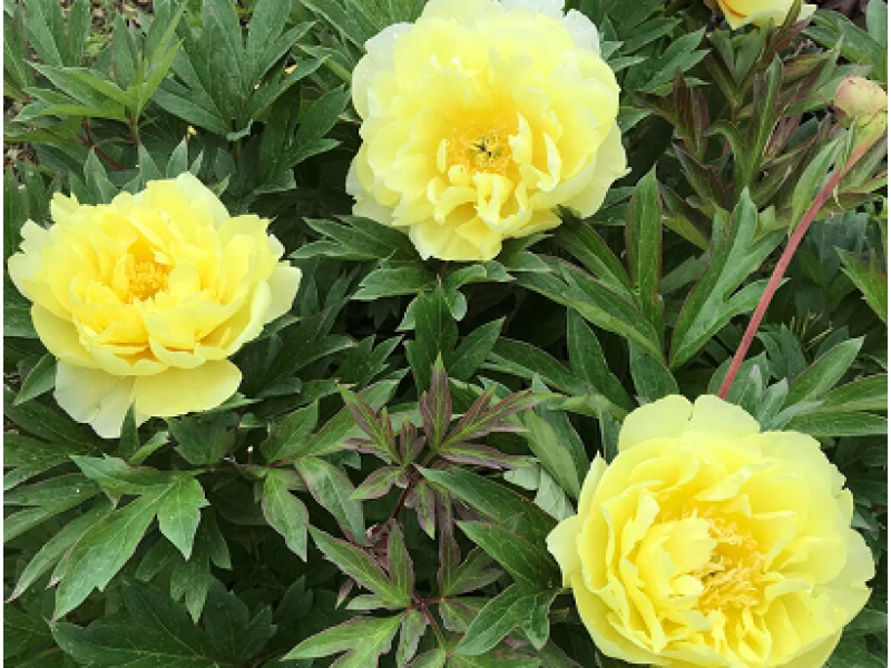 Smith Family Yellow