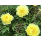 Smith Family Yellow