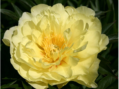 півонія Smith Family Yellow