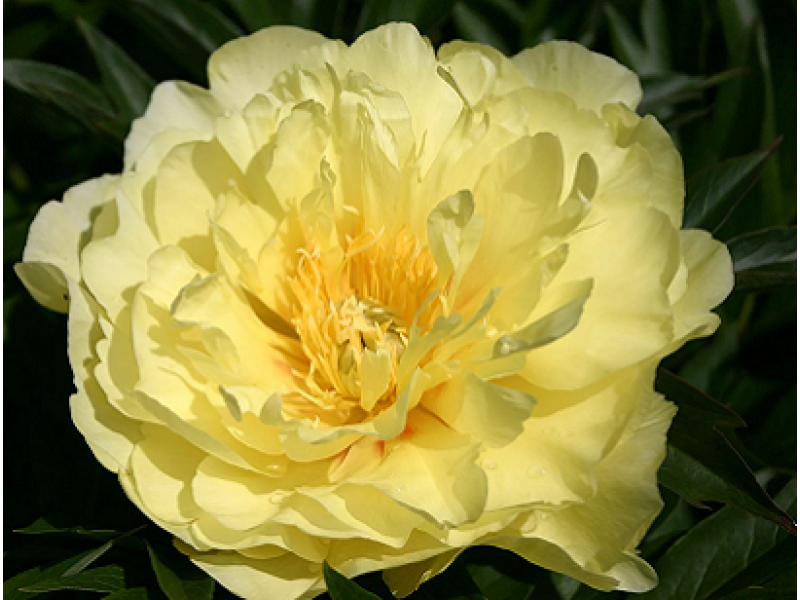 Smith Family Yellow