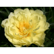 Smith Family Yellow