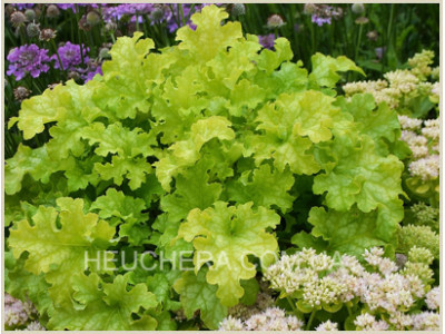 Lime Ruffles