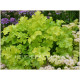 Lime Ruffles