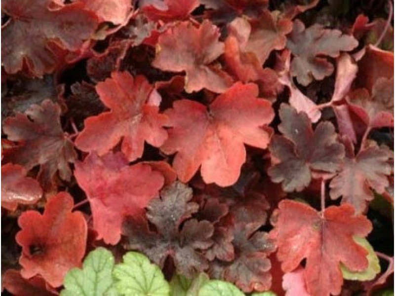 Burnished Bronze