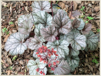 Cinnabar Silver