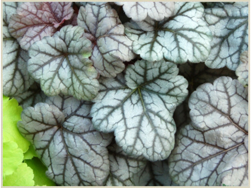 Cinnabar Silver
