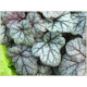 Cinnabar Silver