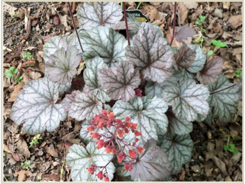 Cinnabar Silver