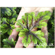Sylvan Lace