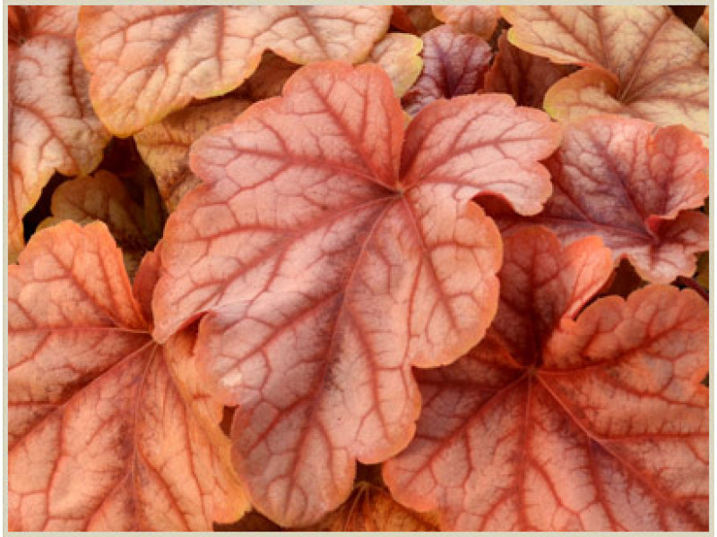 Copper Cascade
