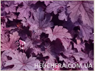 Plum Cascade