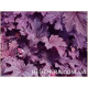 Plum Cascade